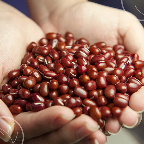 Photo d'une main tenant des haricots rouges