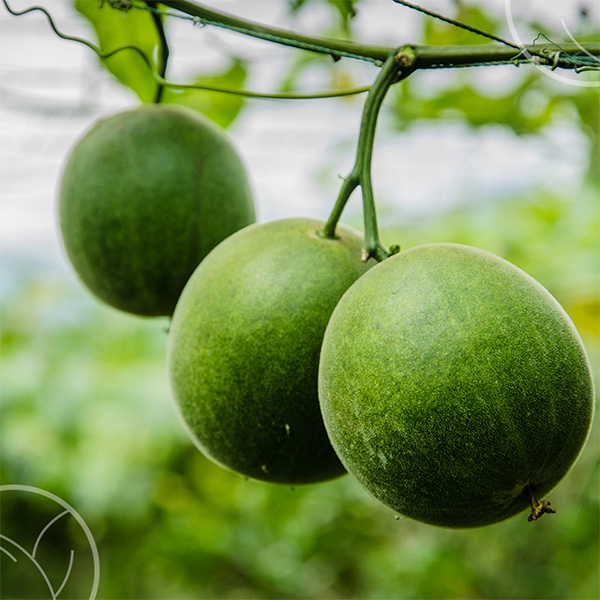 Photo de fruits de bilva