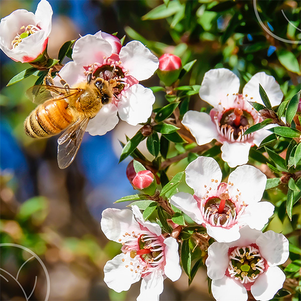 Photo d'une abeille sur des fleurs de Manuka