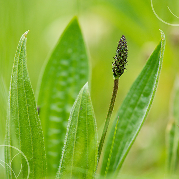 Photo d'une tige de plantain