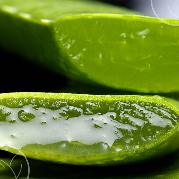 Photo de pulpe d'Aloe Vera
