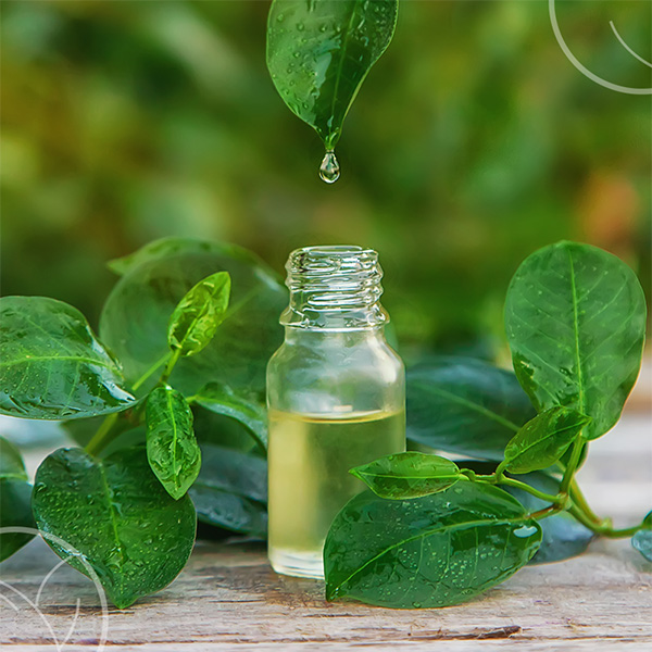 Photo de Tea Tree et d'une huile essentielle