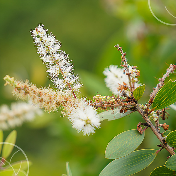 Photo de la plante Niaouli