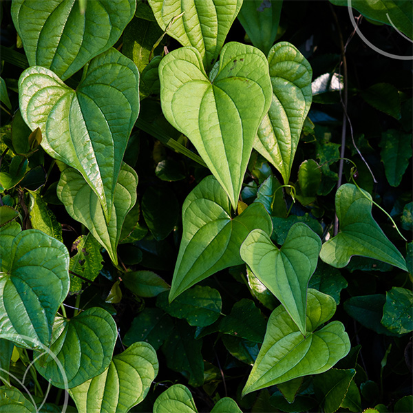 Photo de yam sauvage